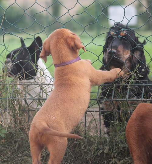 Elevage chien gers