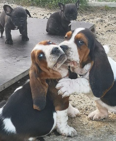 Elevage basset hound